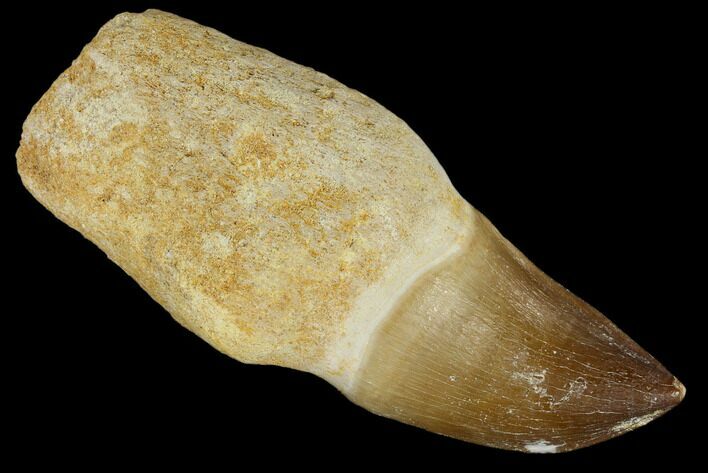 Fossil Rooted Mosasaur (Prognathodon) Tooth - Morocco #116870